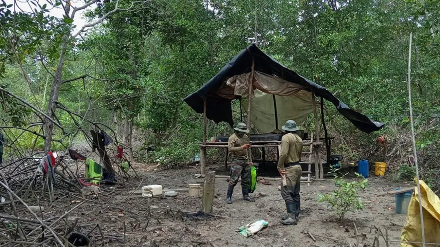 Desmantelan campamento ilegal en manglares de Chame