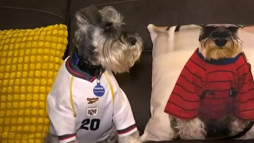 Mascotas también se preparan para el Mundial con accesorios 