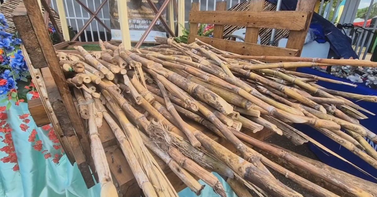 Tradición y sabor se viven en el Festival de la Caña de Azúcar en Aguadulce