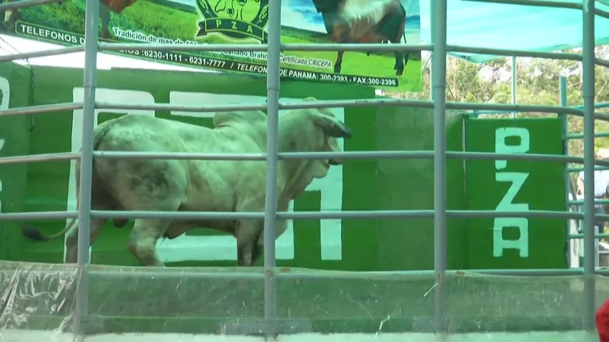 Hacienda ‘Hermanos Motta’ realiza su XXIV subasta ganadera