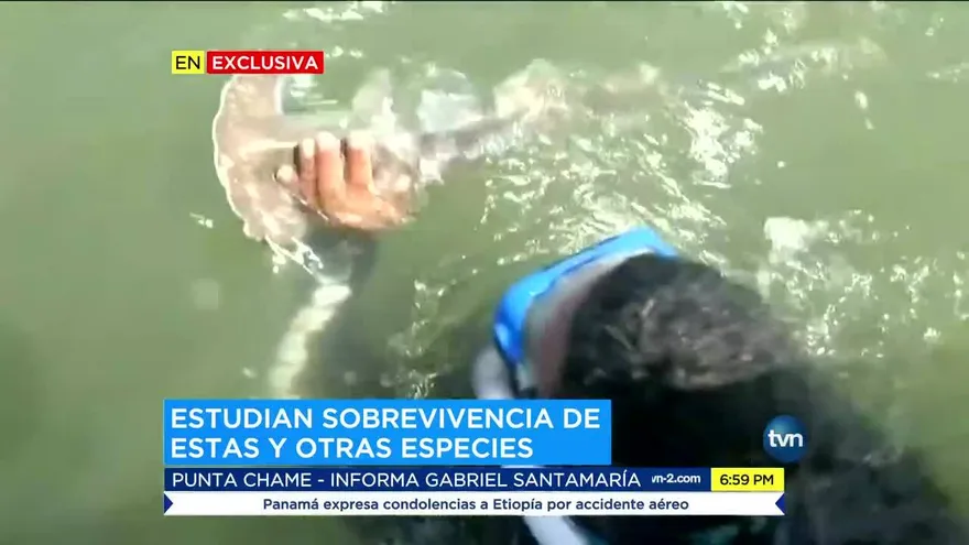 Científicos buscan tiburones martillos en las costas de Chame