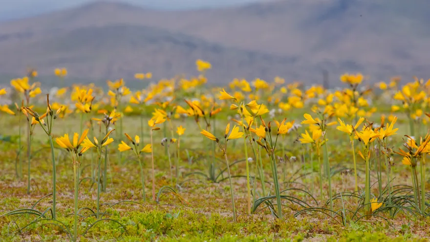 Floración en el desierto de Atacama, Chile