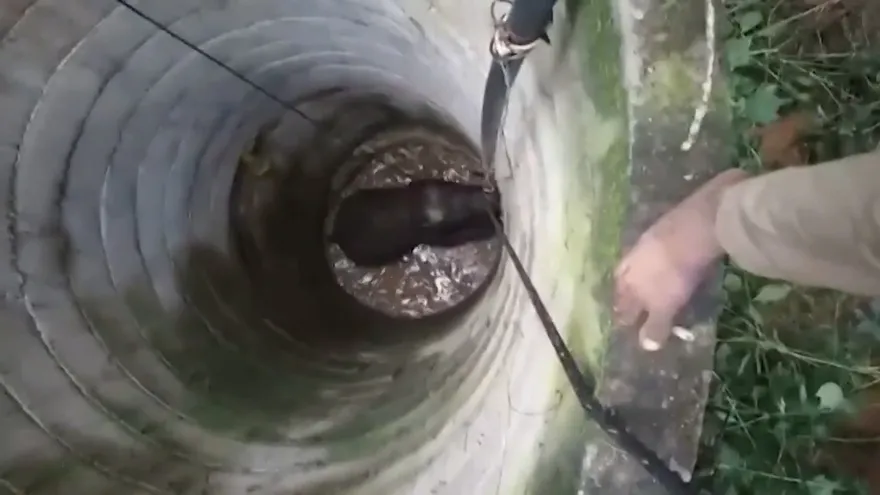 Una operación de rescate tan grande como un elefante