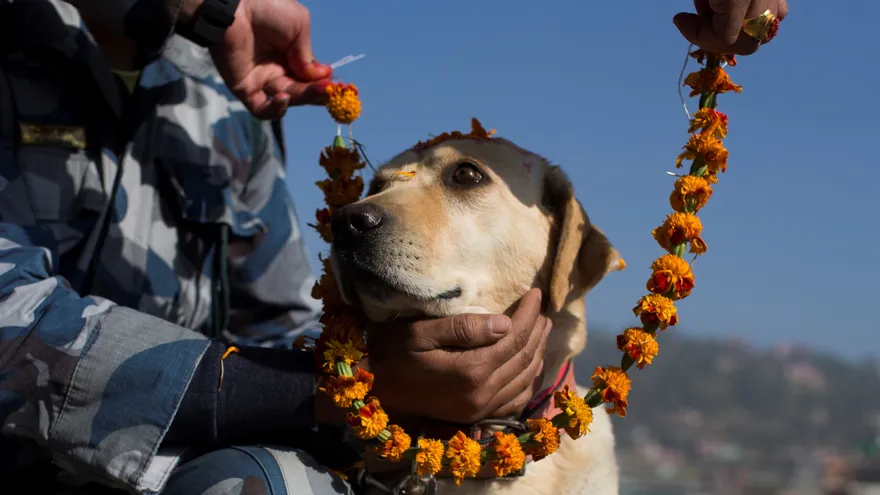 Nepal festeja a los animales en la celebración hindú de Tihar.EFE