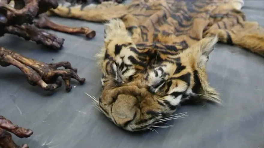 Detenidas cuatro personas en Indonesia por presunto comercio con especies protegidas