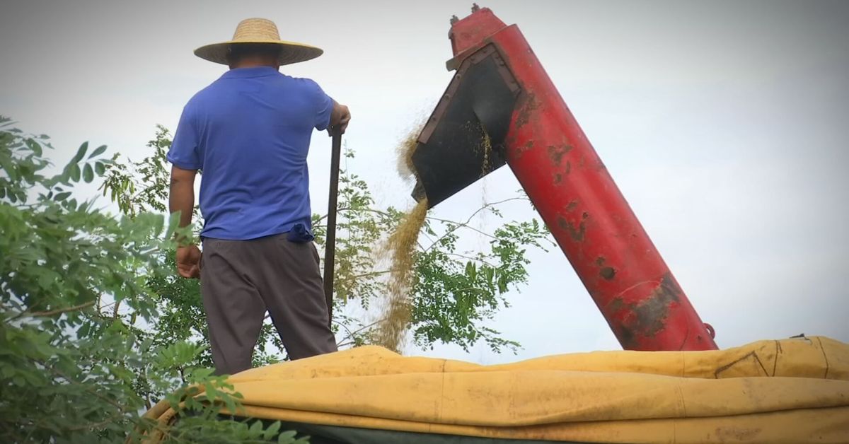 Rechazan importación de arroz: productores y molineros aseguran abastecimiento en el país