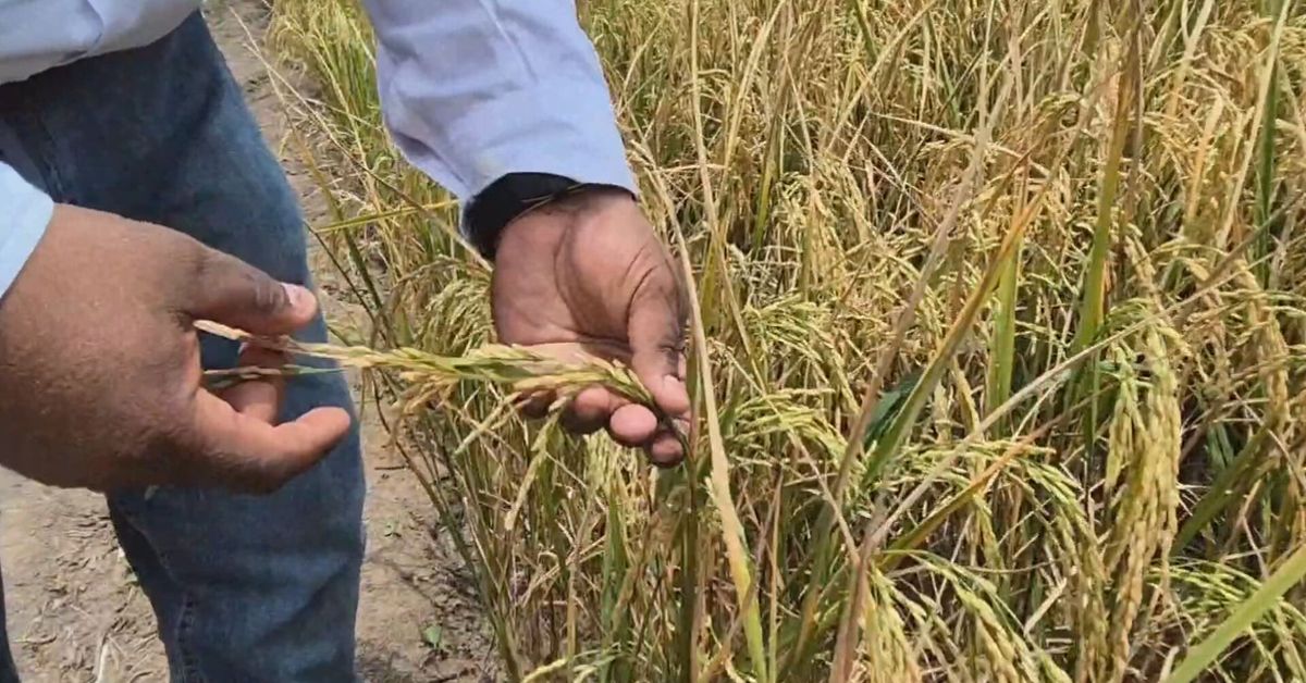 Aumentan las tasas de interés en los créditos agropecuarios