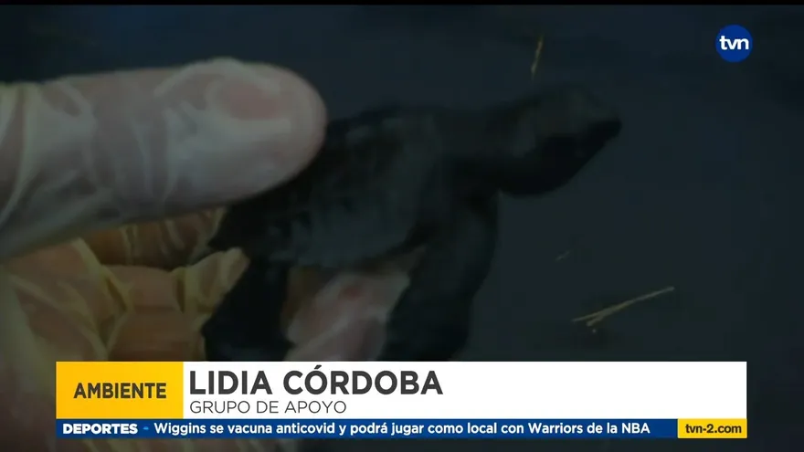 Personas se unen para cuidar las tortugas en la playa El Uverito