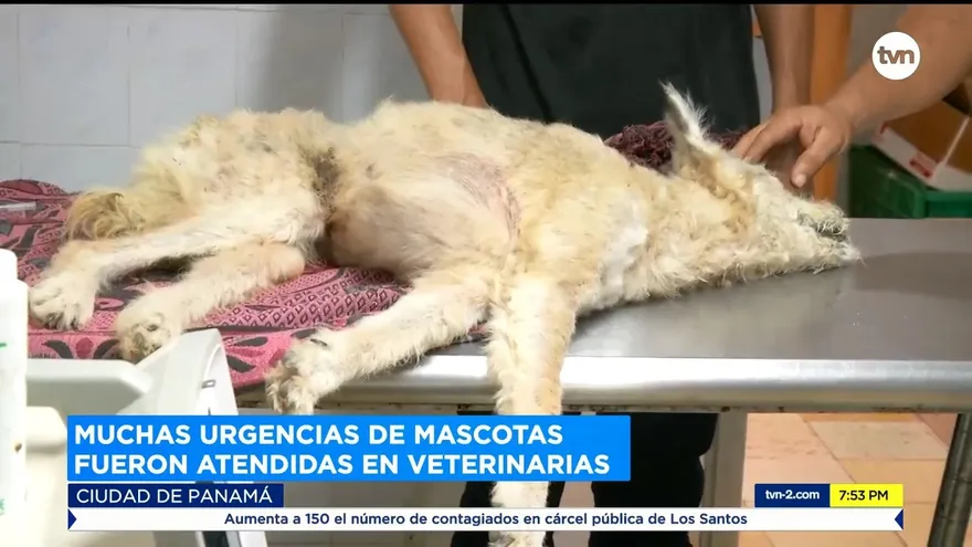 Muchas urgencias de mascotas, atendidas en veterinarias