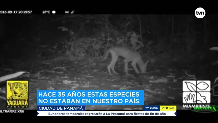 Coyotes y zorros de Norteamérica son vistos en Panamá