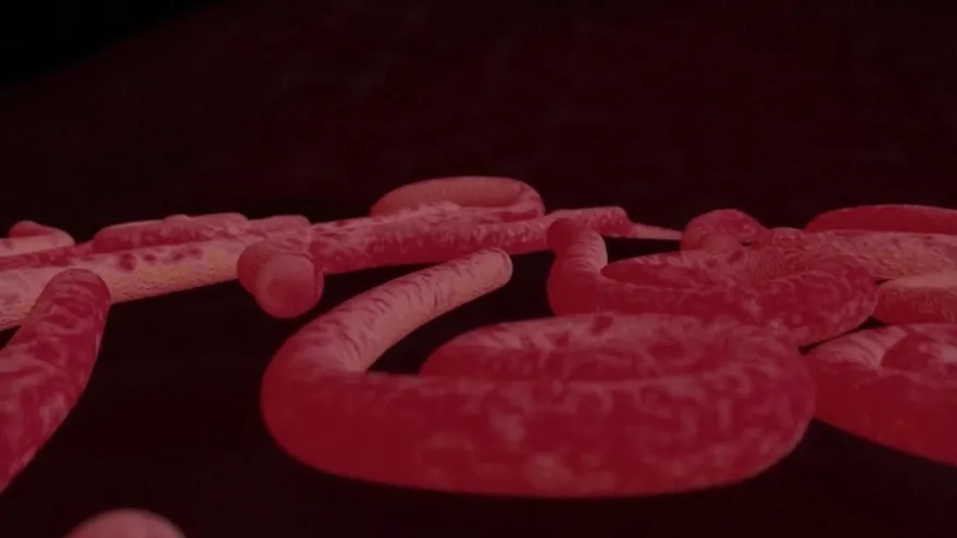 Videografía: ¿Cómo surge el Èbola?