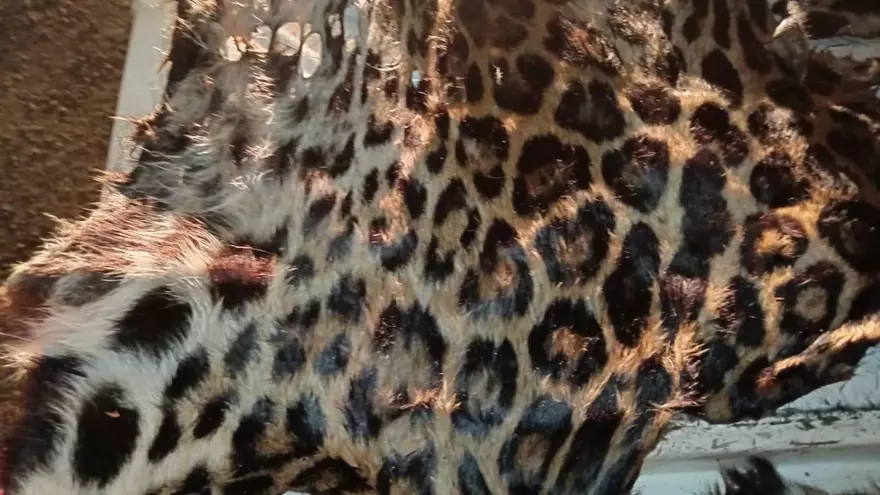 Los restos de piel de jaguar encontrados en La Chorrera