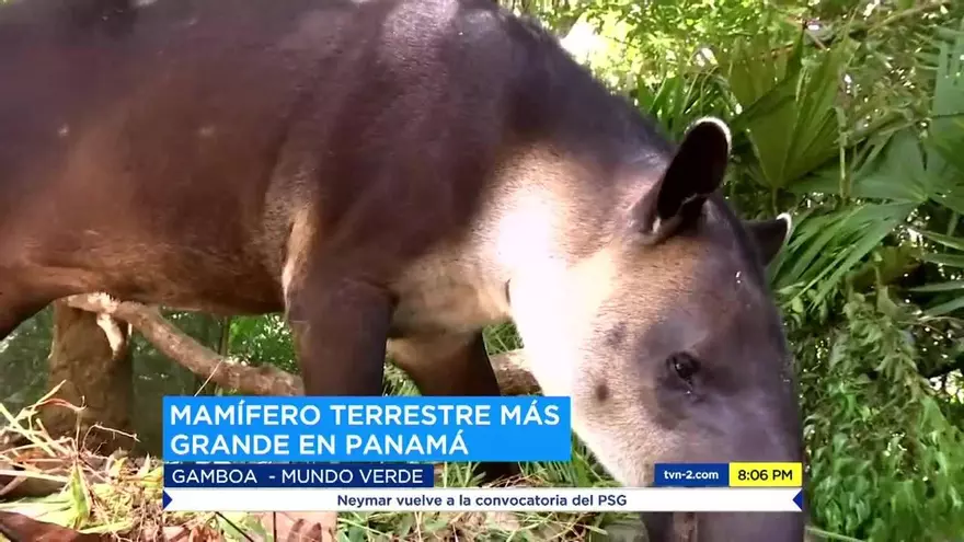 Tapir, el macho de monte