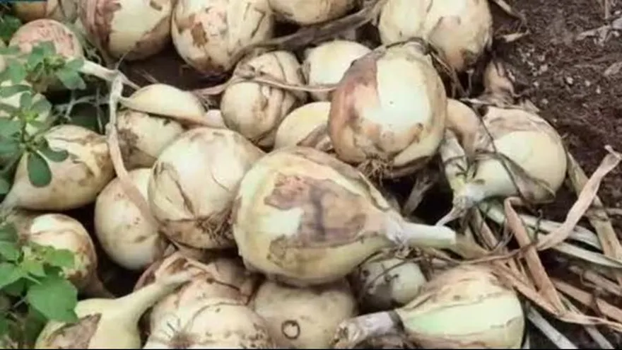 Productores de cebolla se reúnen con empresas comercializadoras