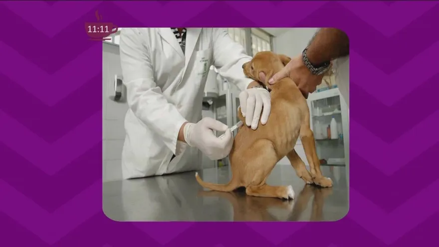 Importancia de las vacunas y la desparasitación en nuestras mascotas