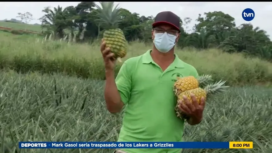 Mundo Verde: Las piñas de La Chorrera