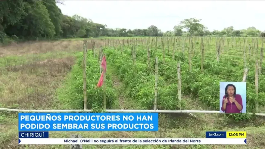 Pequeños productores chiricanos piden ayuda al Gobierno