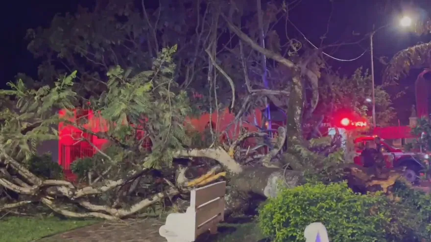 Árbol cayó sobre una mujer en Penonomé