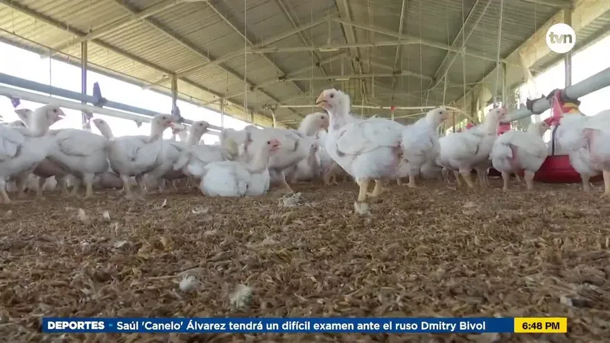 Industria del agro toma medidas para evitar la entrada de la gripe aviar