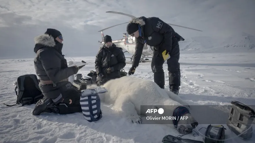 El Instituto Polar Noruego (IPN) monitorea a los osos polares en el archipiélago Svalbard, a medio camino entre Noruega y el Polo Norte.