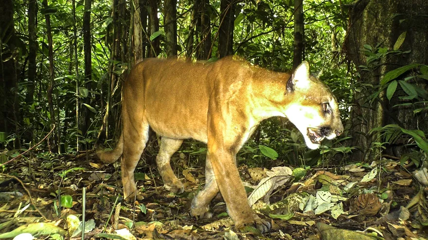 El yaguarundí  panameño.