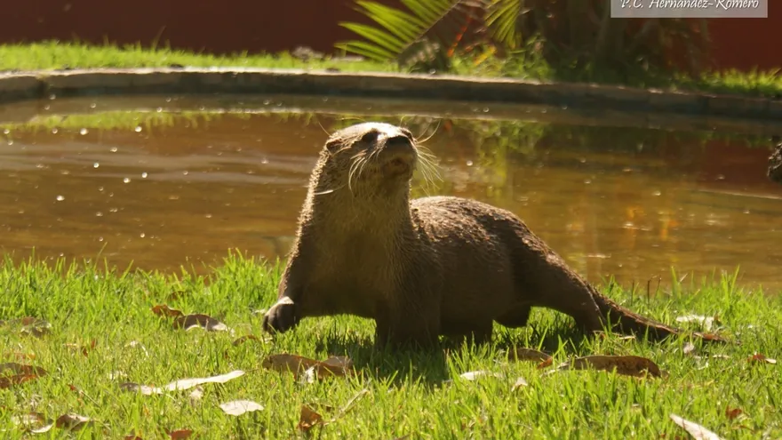 Imagen de una nutria