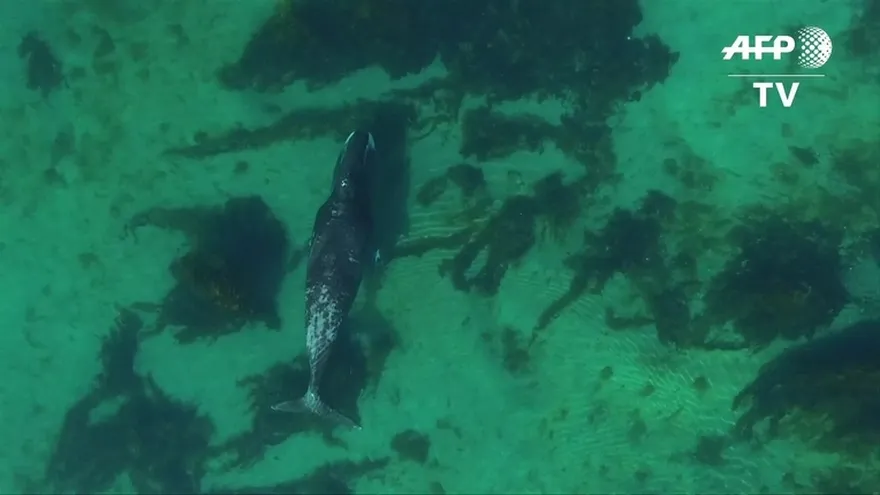 Nadando con las ballenas