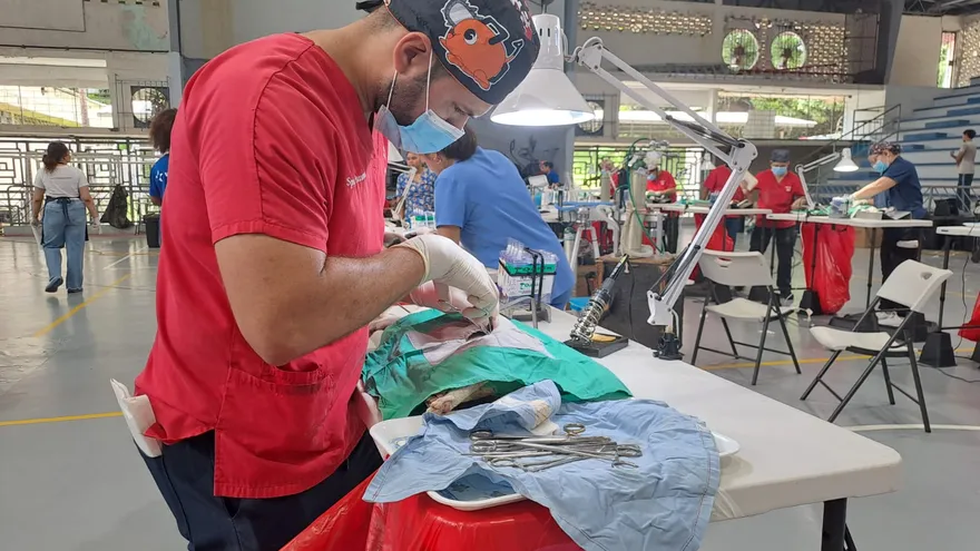 Jornada de esterilización 'Michi Fest' reunió a cientos de gatos en Betania.