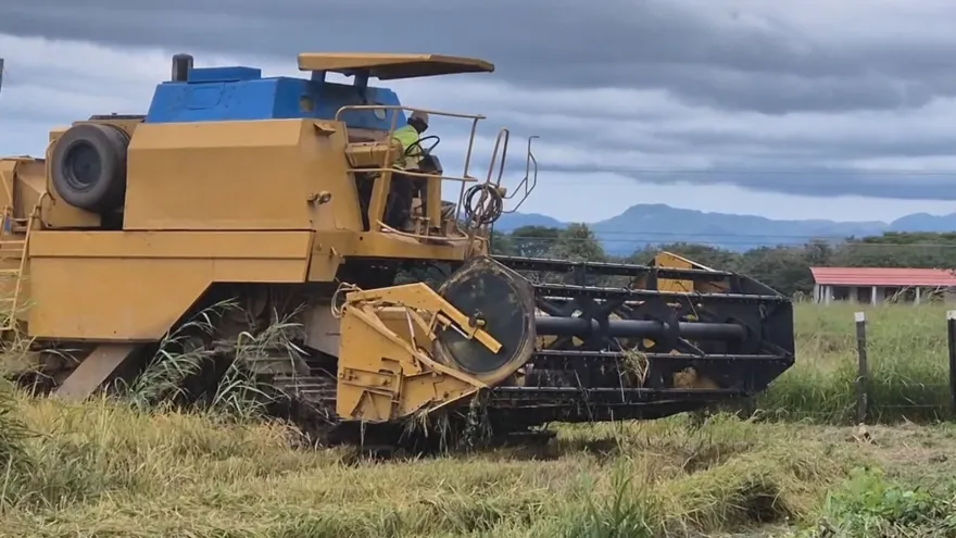 Arroceros de Coclé advierten posible aumento de $0.15 centésimos por libra