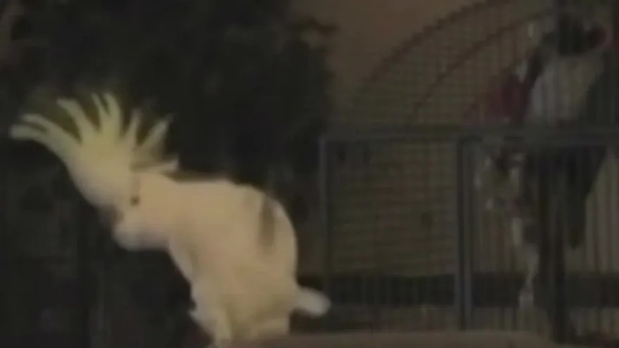 'Snowball', la cacatúa bailarina que improvisa al ritmo de la música