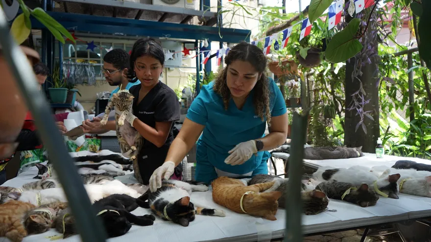 Jornada de esterilización organizada por Spay Panamá.