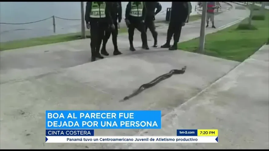 Hallan boa en la Cinta Costera