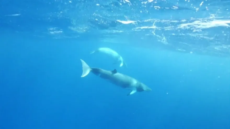 Islandia abandonará la caza de ballenas