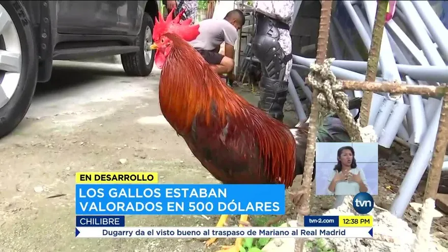 Aprehenden a un hombre por hurtar gallos en Chilibre