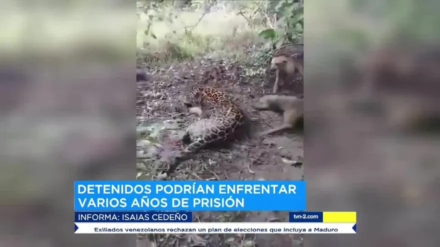 Fundación Yaguará envía mensaje a la sociedad sobre la caza de Jaguares.