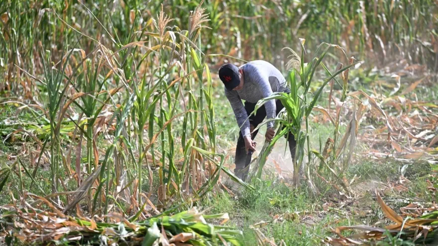 Agricultores salvadoreños