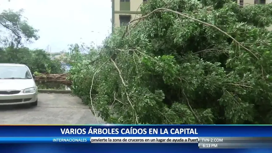Árboles caídos en diversos puntos de la ciudad de Panamá