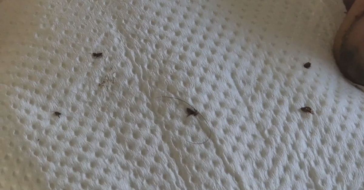 Suspenden clases en escuela de Pesé por infestación de pulgas