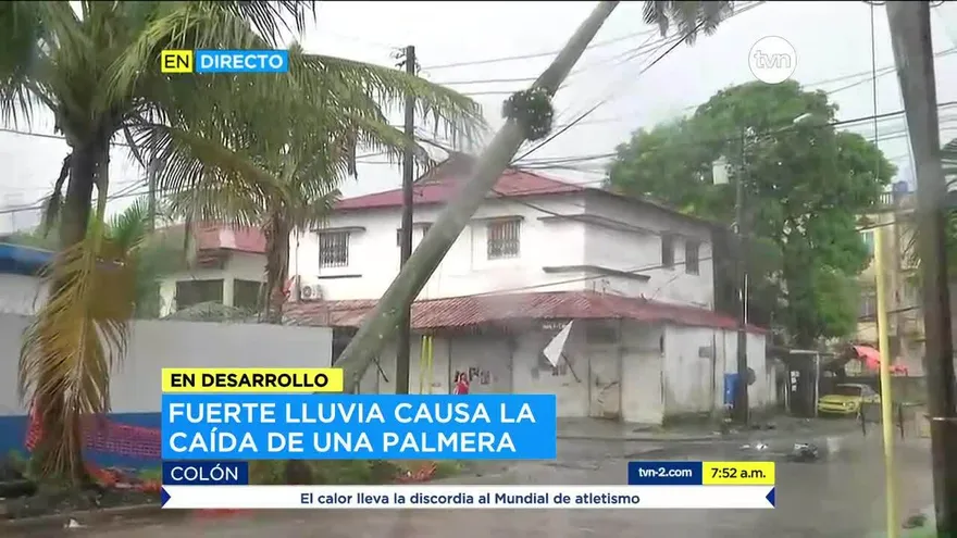 Fuerte lluvia causa caída de palmera sobre tendido eléctrico en Colón
