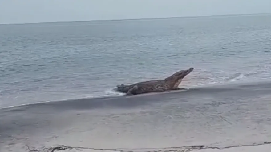 Avistamiento de cocodrilo americano en playa Juan Hombrón