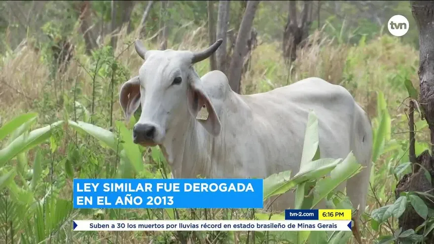 Nueva ley para clasificar carne bovina