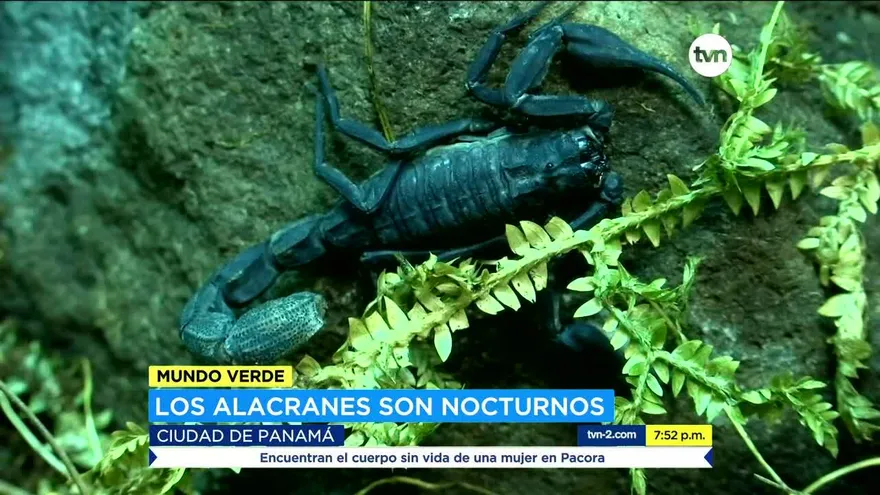 Mundo Verde: alacranes, entre el  peligro y los mitos