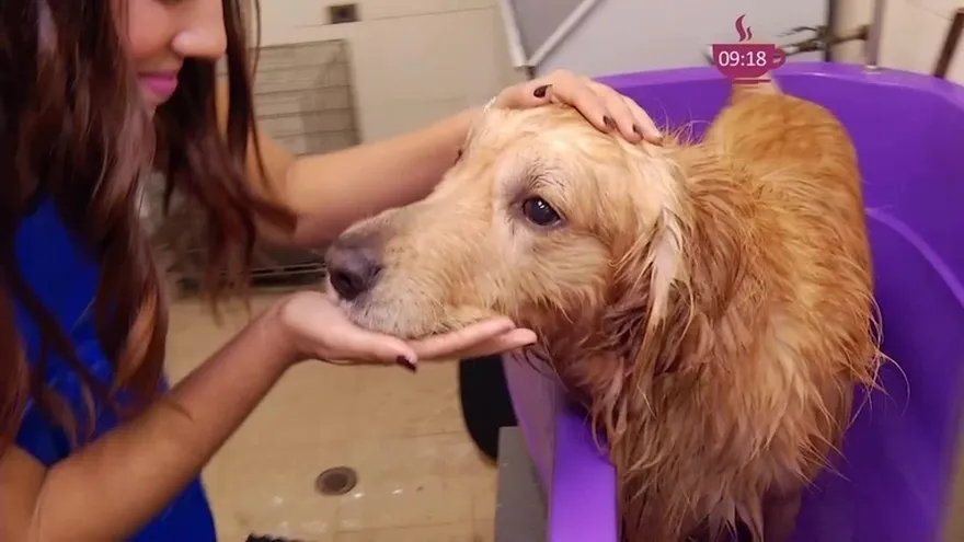 ¡Super Pets! el lugar ideal que cuida de sus mascotas