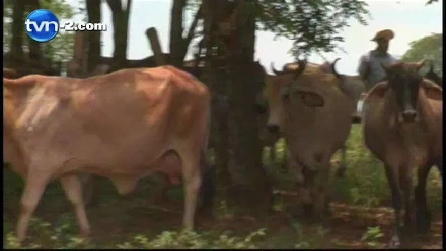 Sequía golpea fuertemente a la provincia de Los Santos