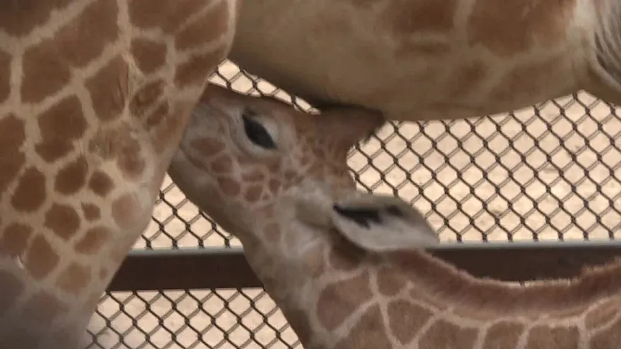 El zoo de Ciudad de México presume a su jirafa recién nacida