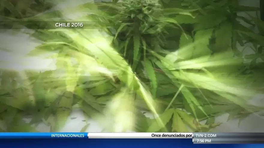 Siguen la discusión por uso del “Cannabis” con fines medicinales