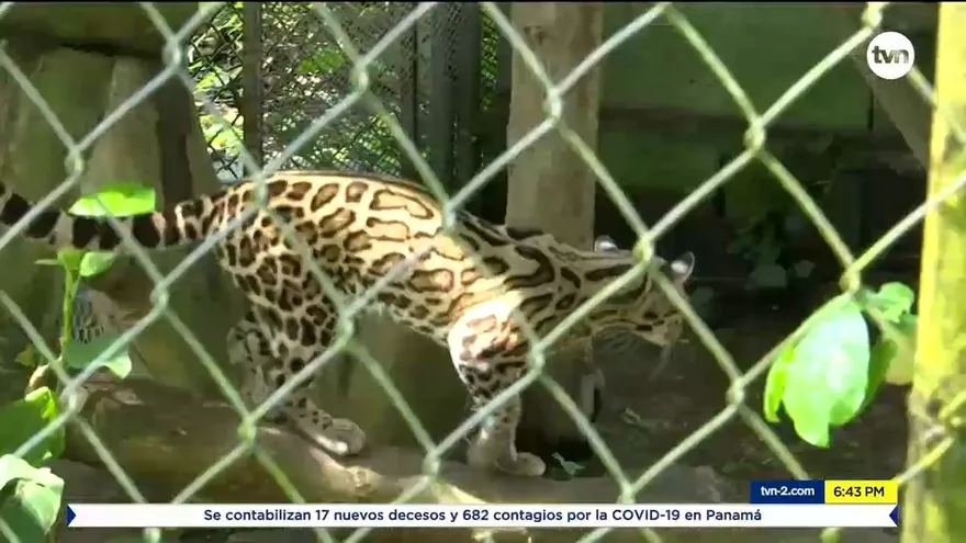 Investigan posible delito ambiental en Parque Summit