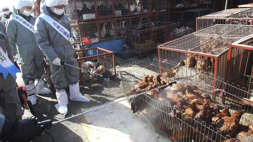 Trabajadores sanitarios desinfectan un mercado de animales vivos en la ciudad de Seongnam, al sur de Seúl, Corea del Sur.