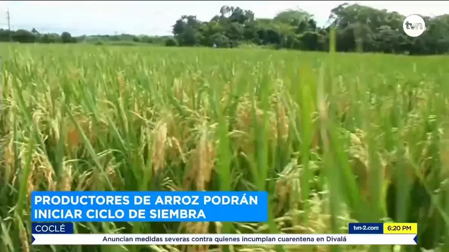 Productores de arroz podrán iniciar ciclo de siembra