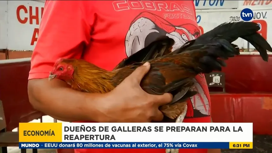 Galleras en Coclé se preparan para reapertura